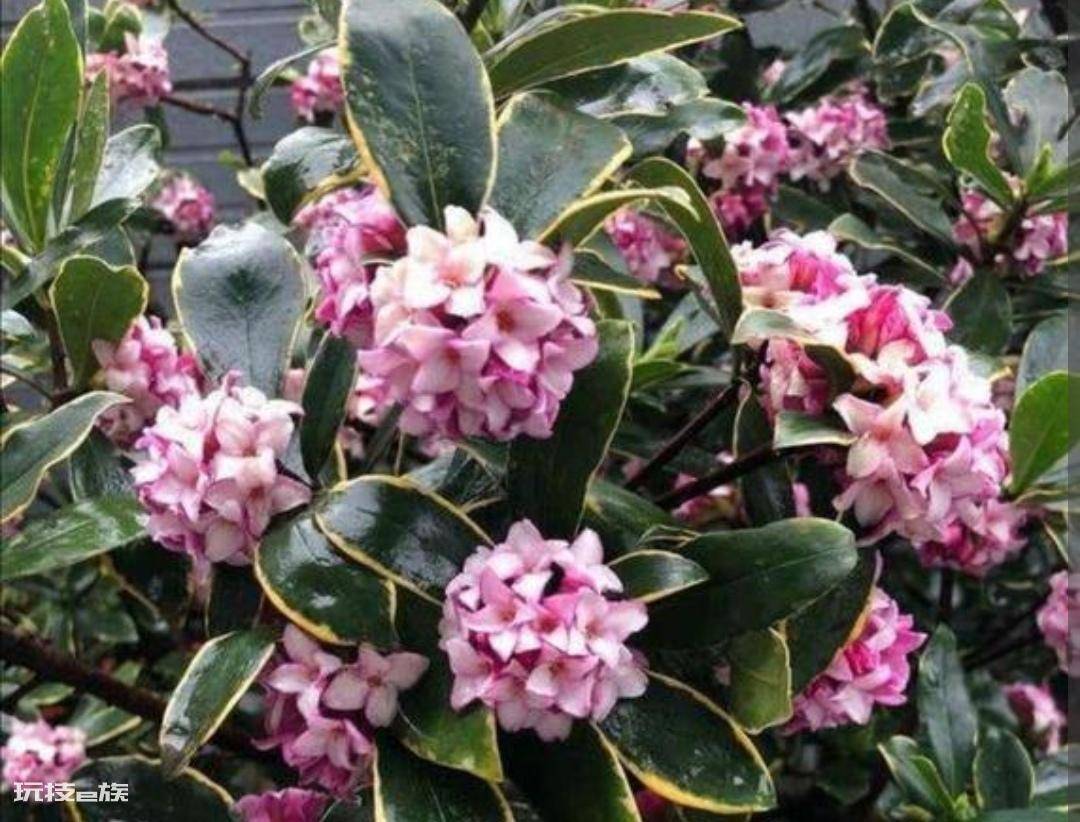 常见香味浓郁的花卉(家里养5种花卉植物清香四溢)-图片7